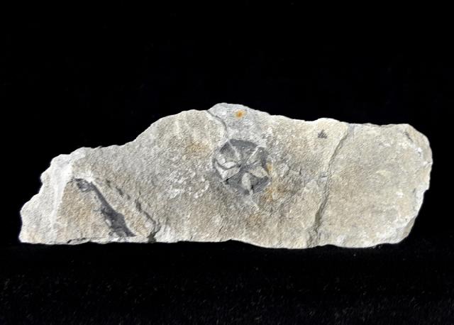 Zapfen von Metasequoia sp. HU & CHENG 1948 - Bild © FossNet FossilienStore